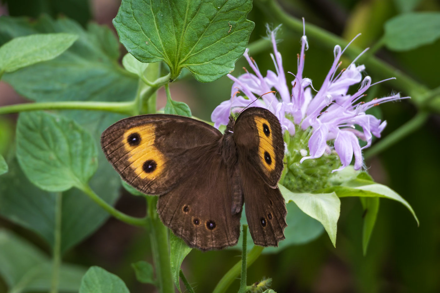 Common Wood-Nymph | Cercyonis pegala | 20240629