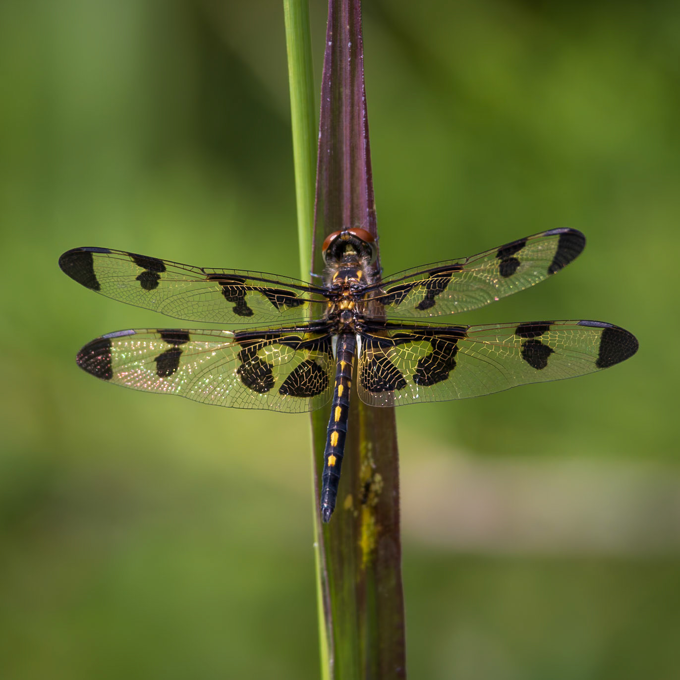 Banded Pennant, Celithemis faxciata