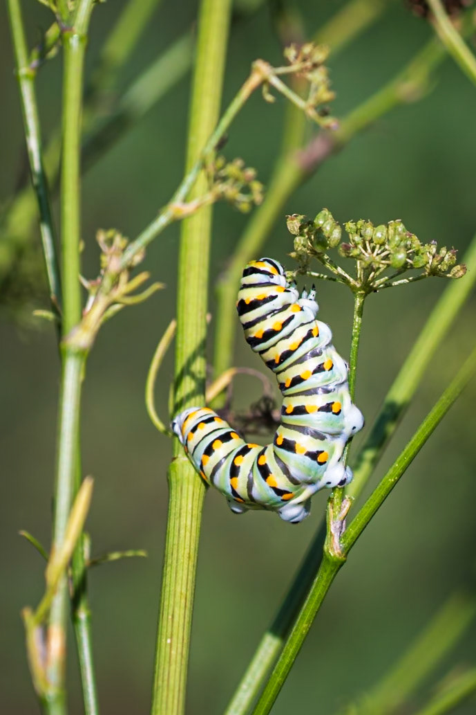 Black Swallowtail | Papilio polyxenes | 20220822