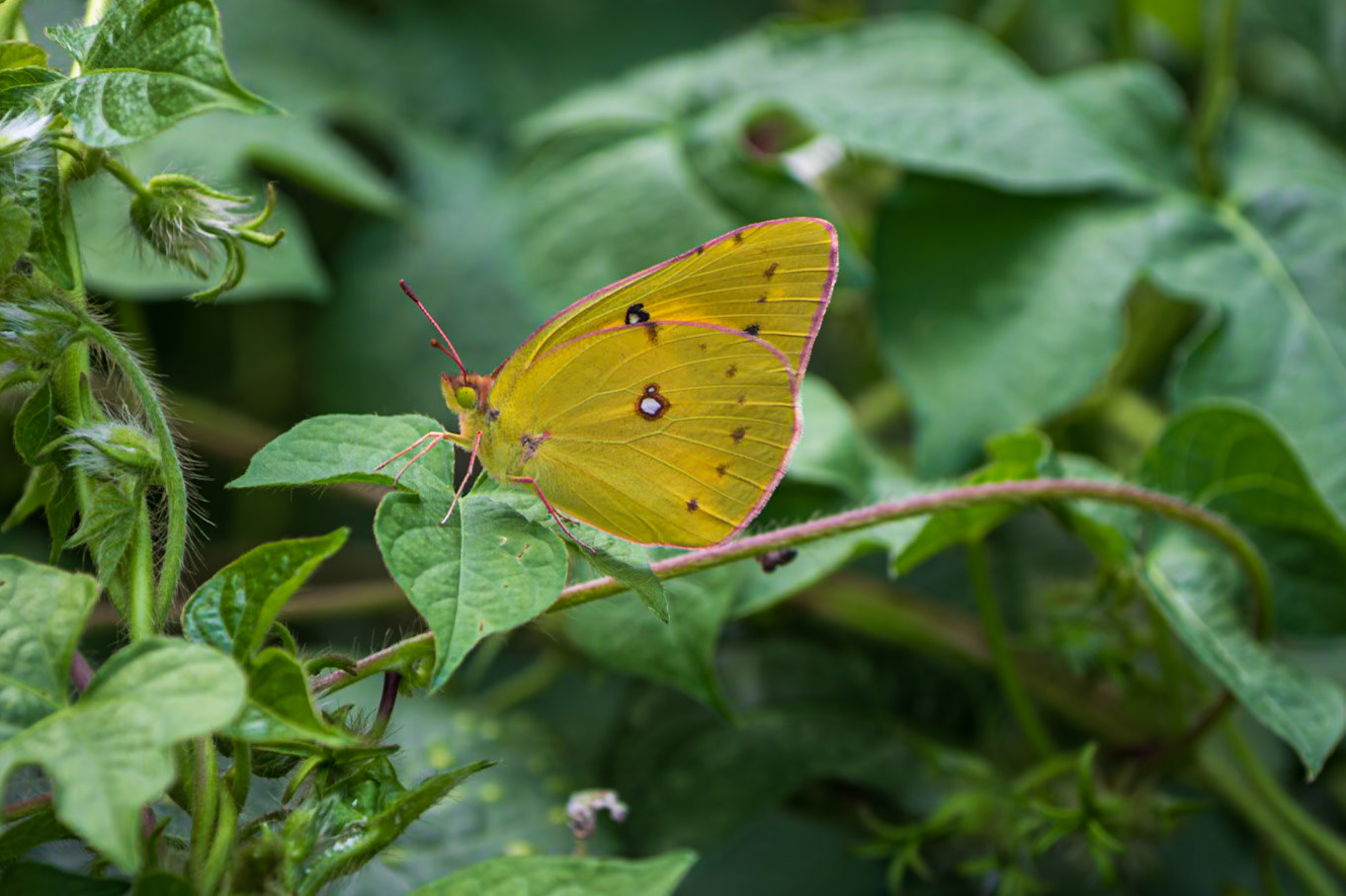 Orange Sulphur | Colias eurytheme | 20220817