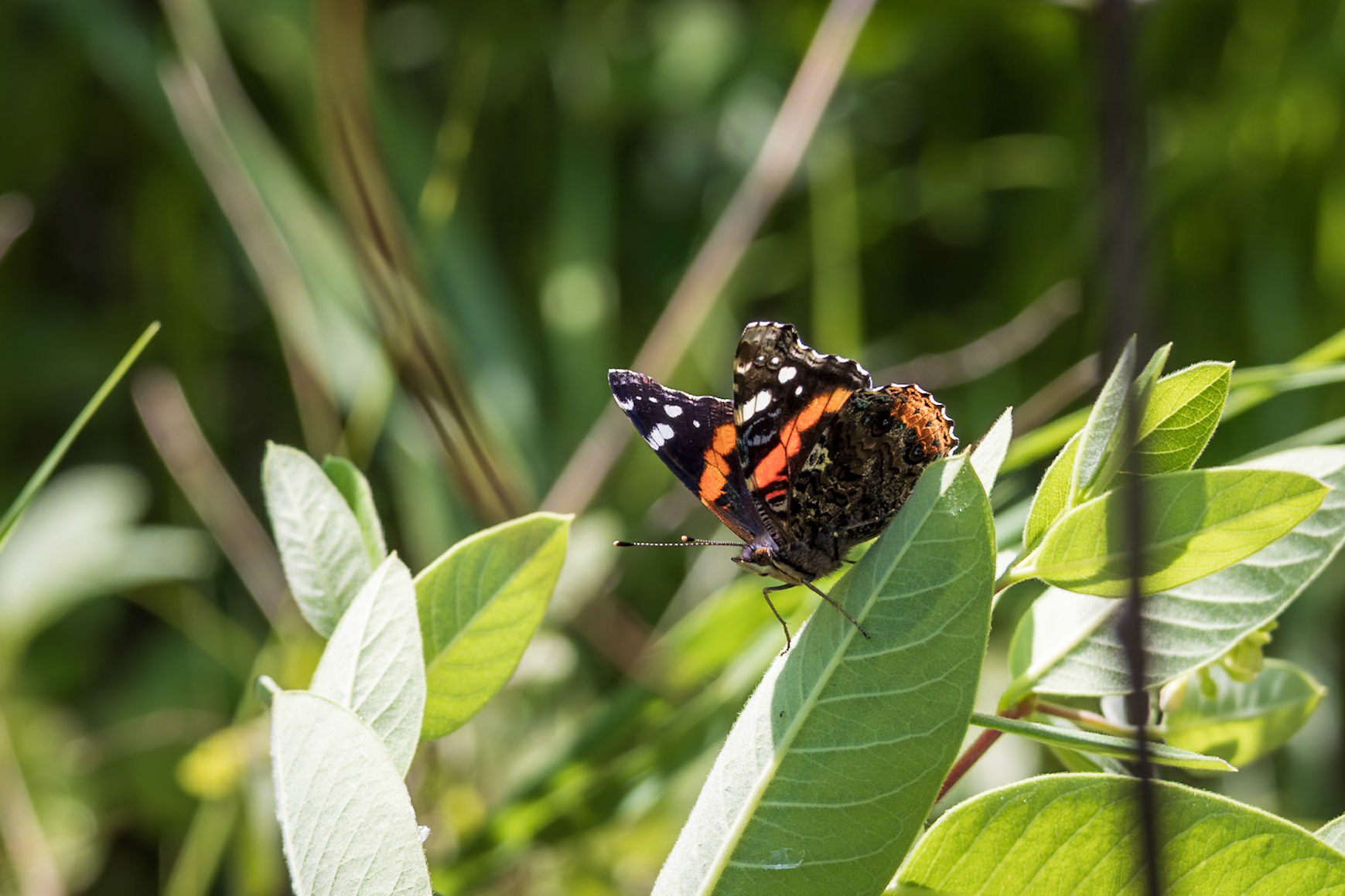Red Admiral | Vanessa atalanta | 20230611