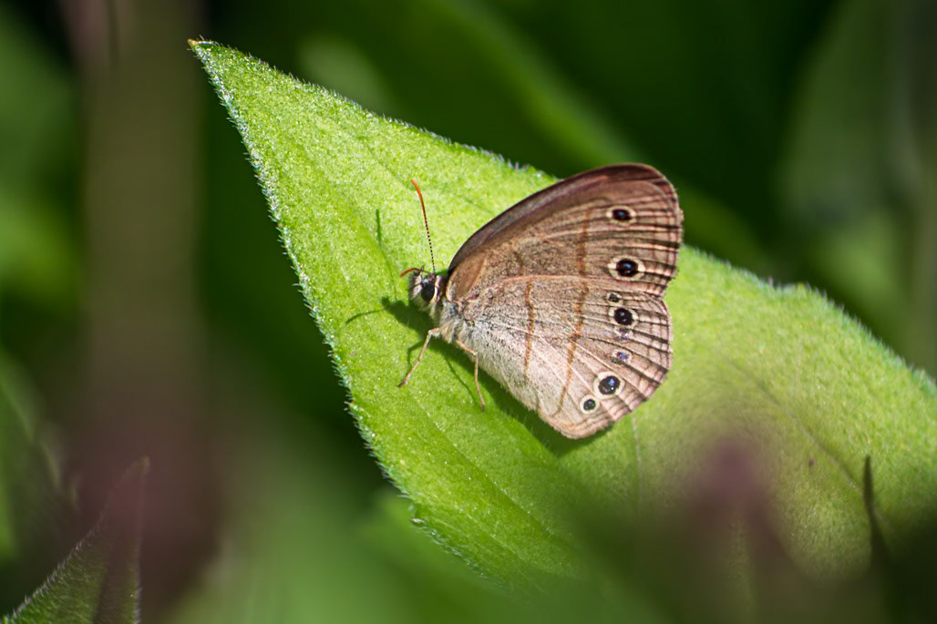 Little Wood-Satyr | Megisto cymela* (includes viola) | 20220609