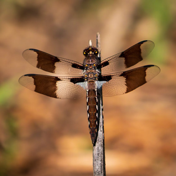 Common Whitetail, Plathemis lydia