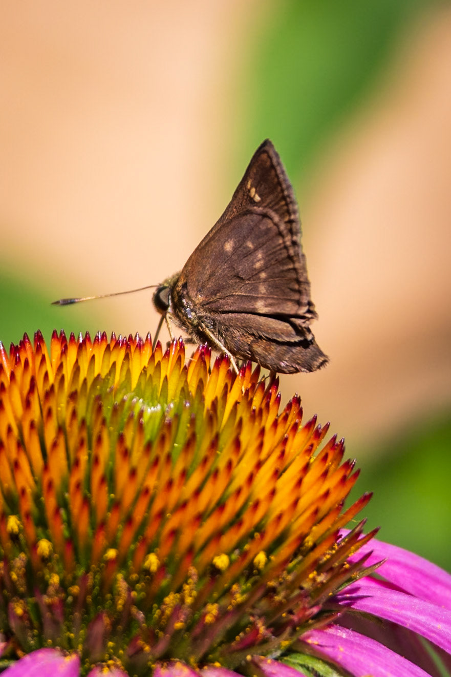 Little Glassywing | Pompeius verna | 20240606