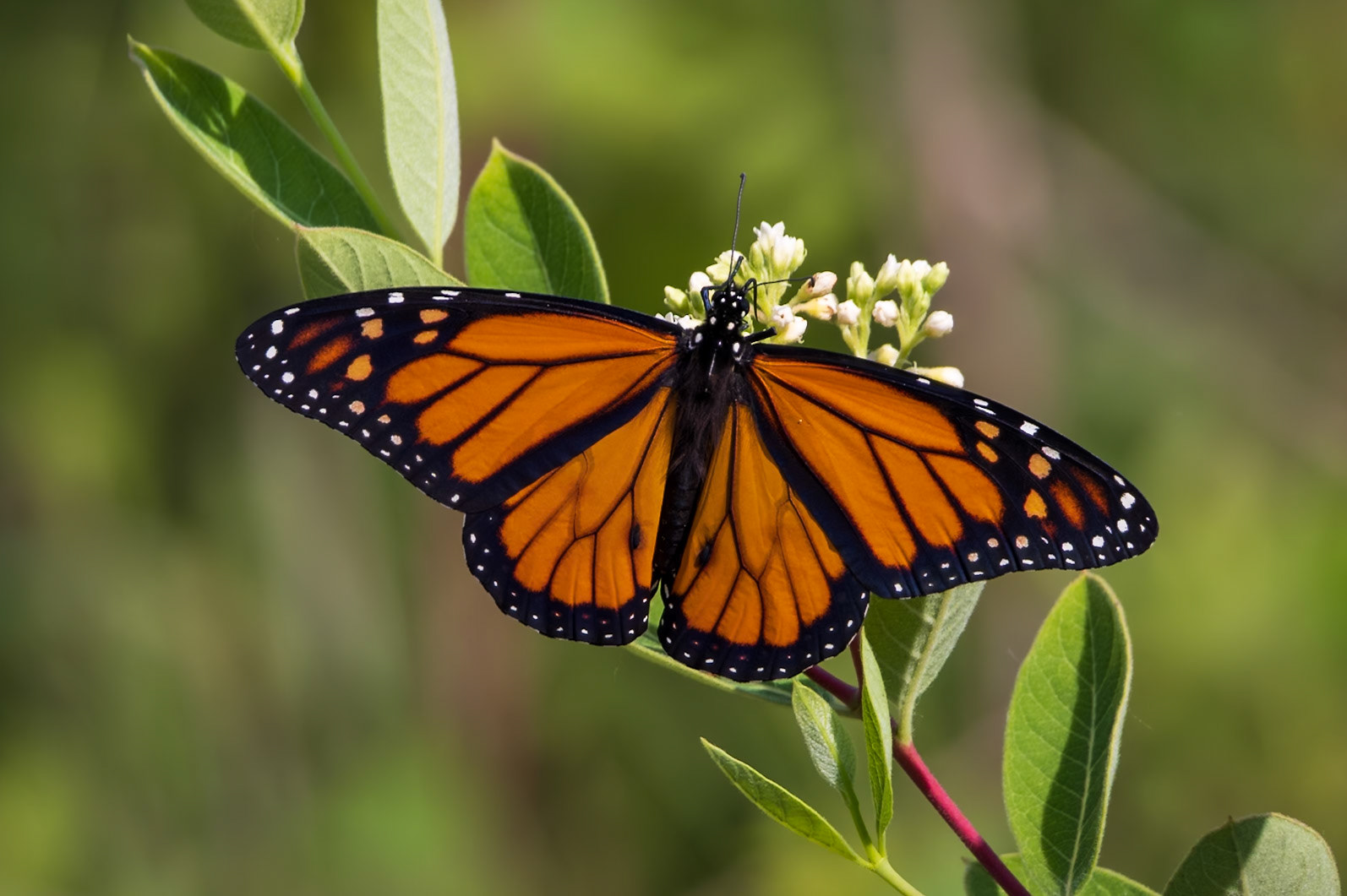 Monarch | Danaus plexippus | 20230616