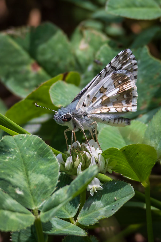 Common Checkered-Skipper | Pyrgus communis | 20240731
