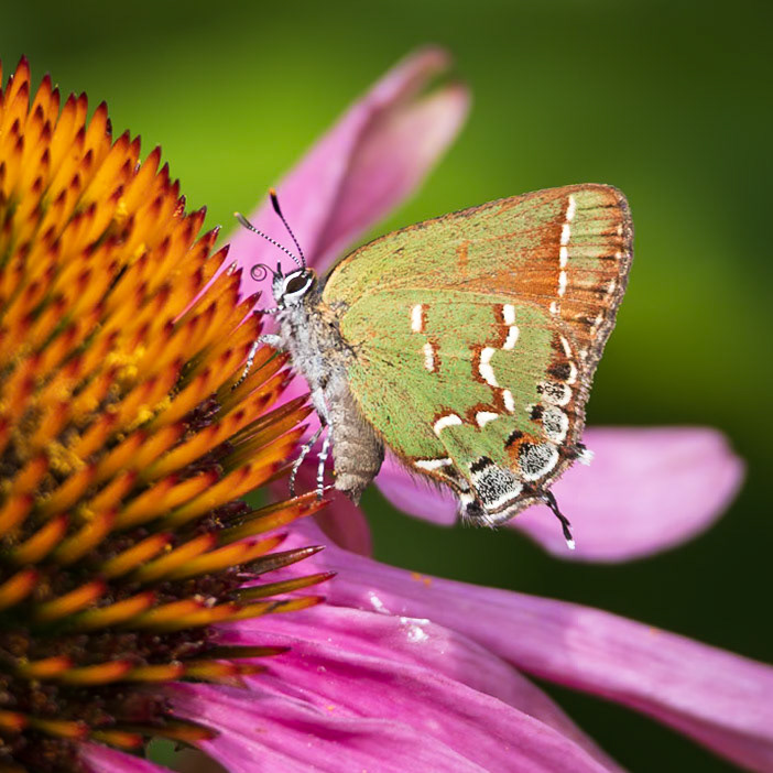 ‘Olive’ Juniper Hairstreak | Callophrys gryneus gryneus | 20230707
