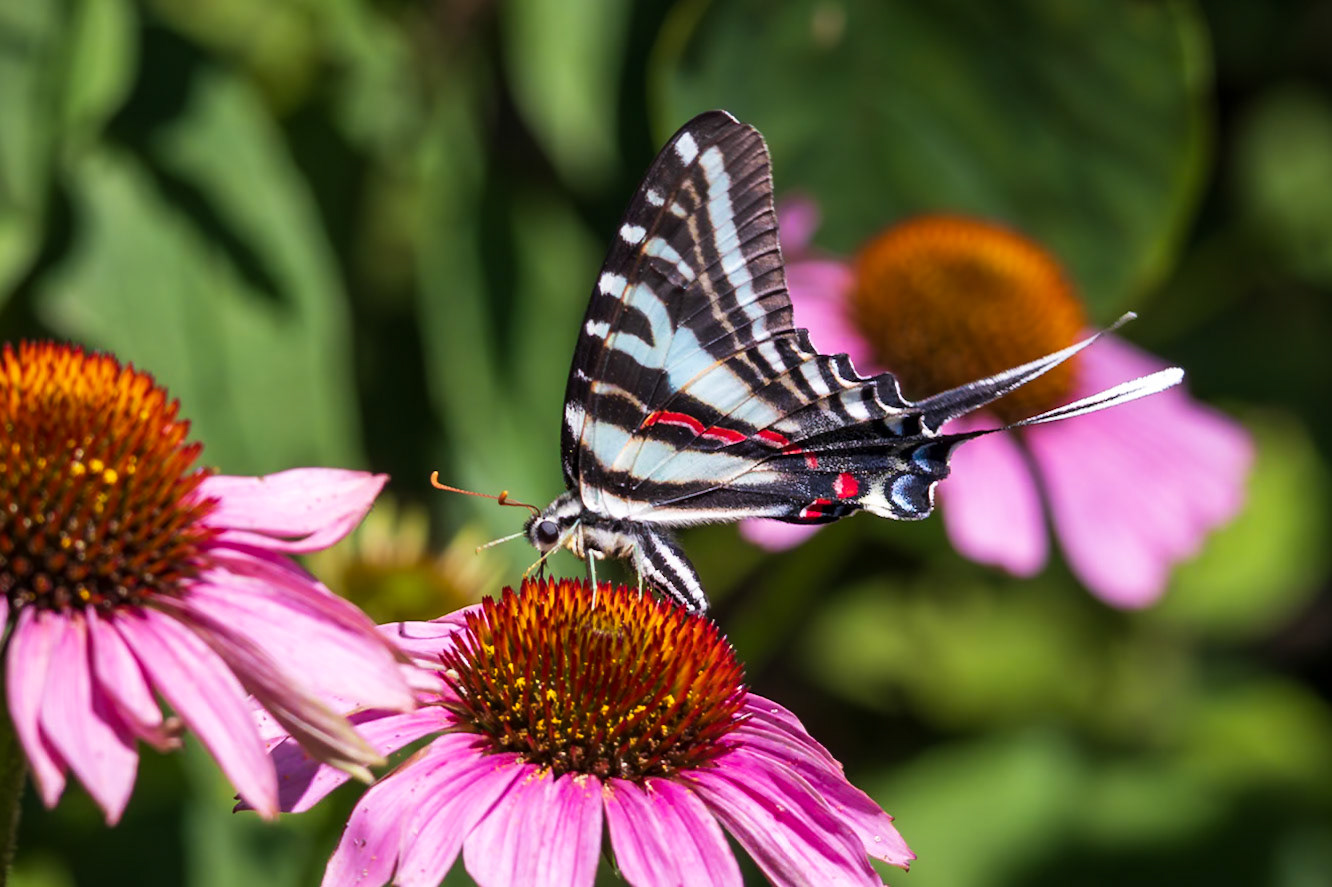 Zebra Swallowtail | Eurytides marcellus - summer form | 20230704