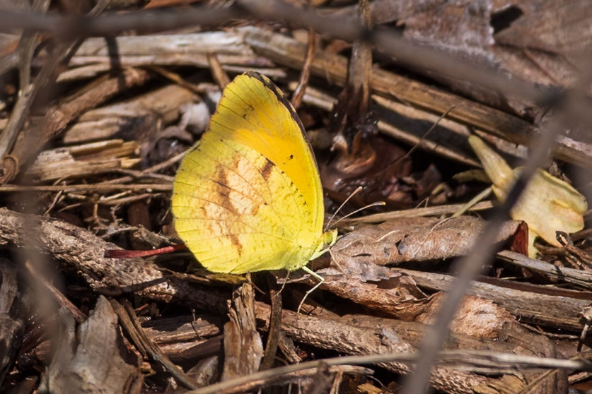 Sleepy Orange | Eurema nicippe | 20240507