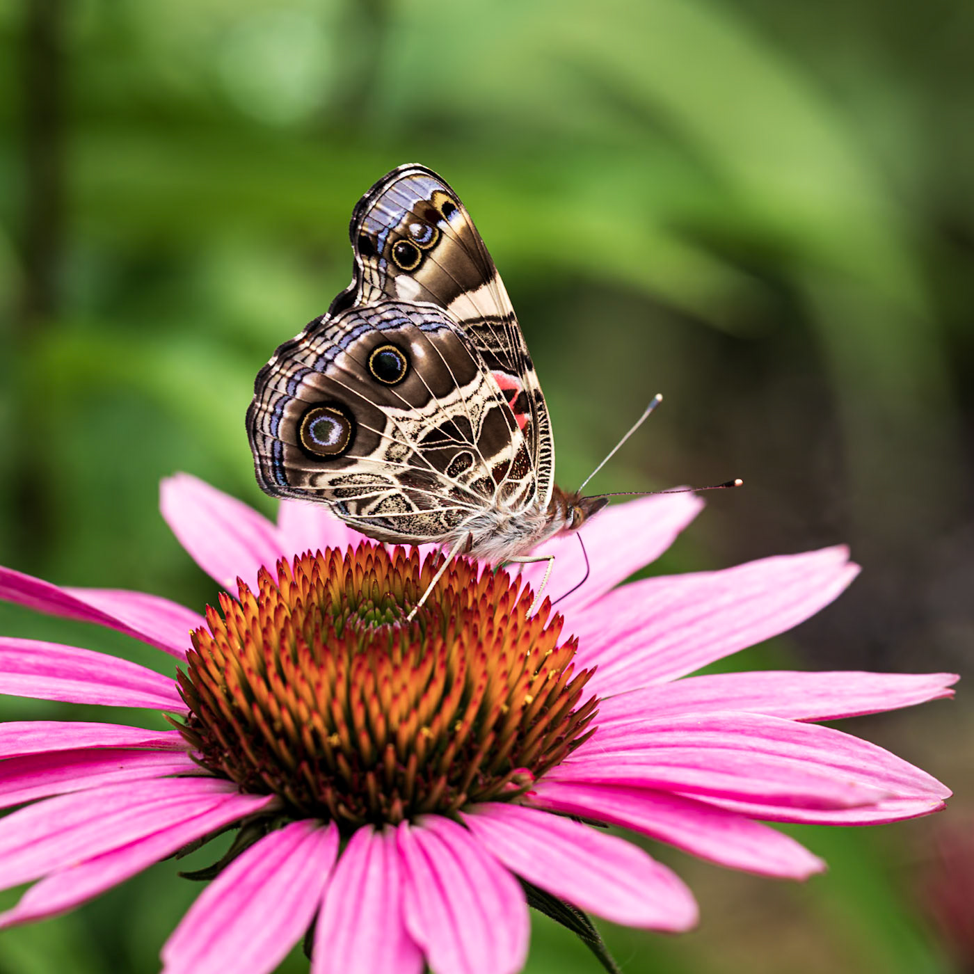 American Lady | Vanessa virginiensis | 20210625