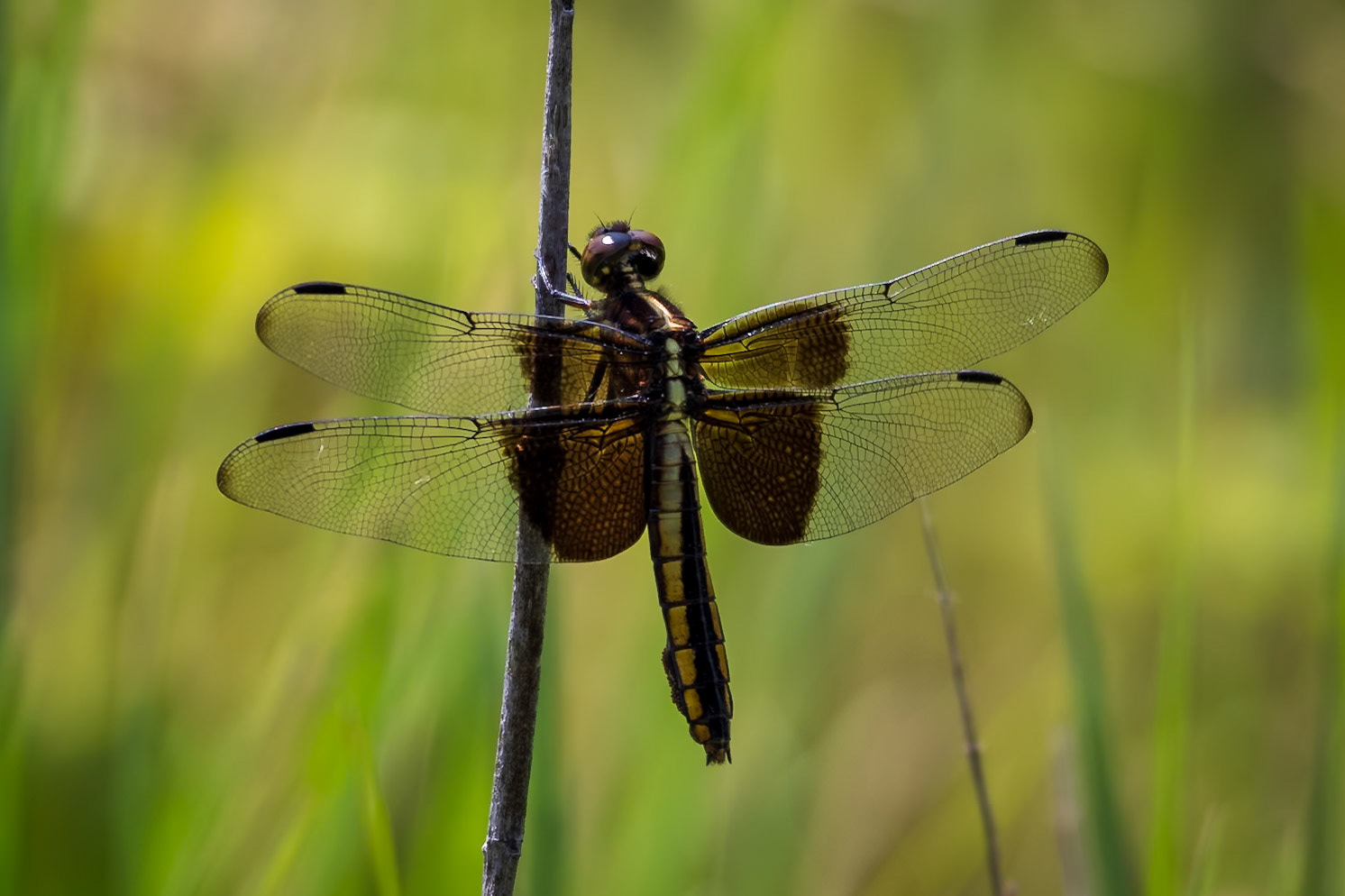 Widow Skimmer, Libellula luctuosa