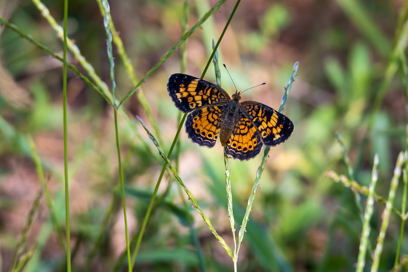 Pearl Crescent | Phyciodes tharos | 20240807