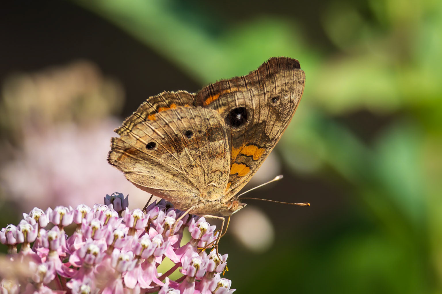 Common Buckeye | Junonia coenia | 20230825