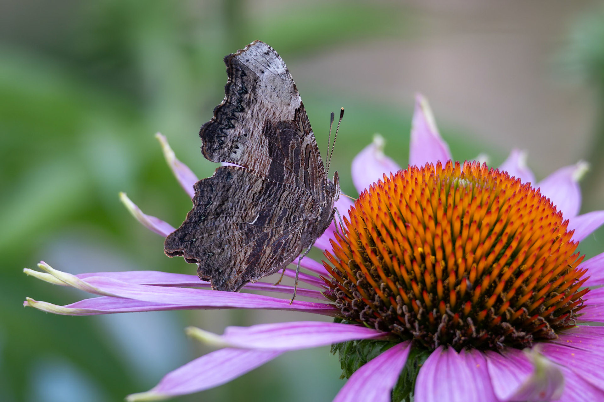 Gray Comma | Polygonia progne | 20250614