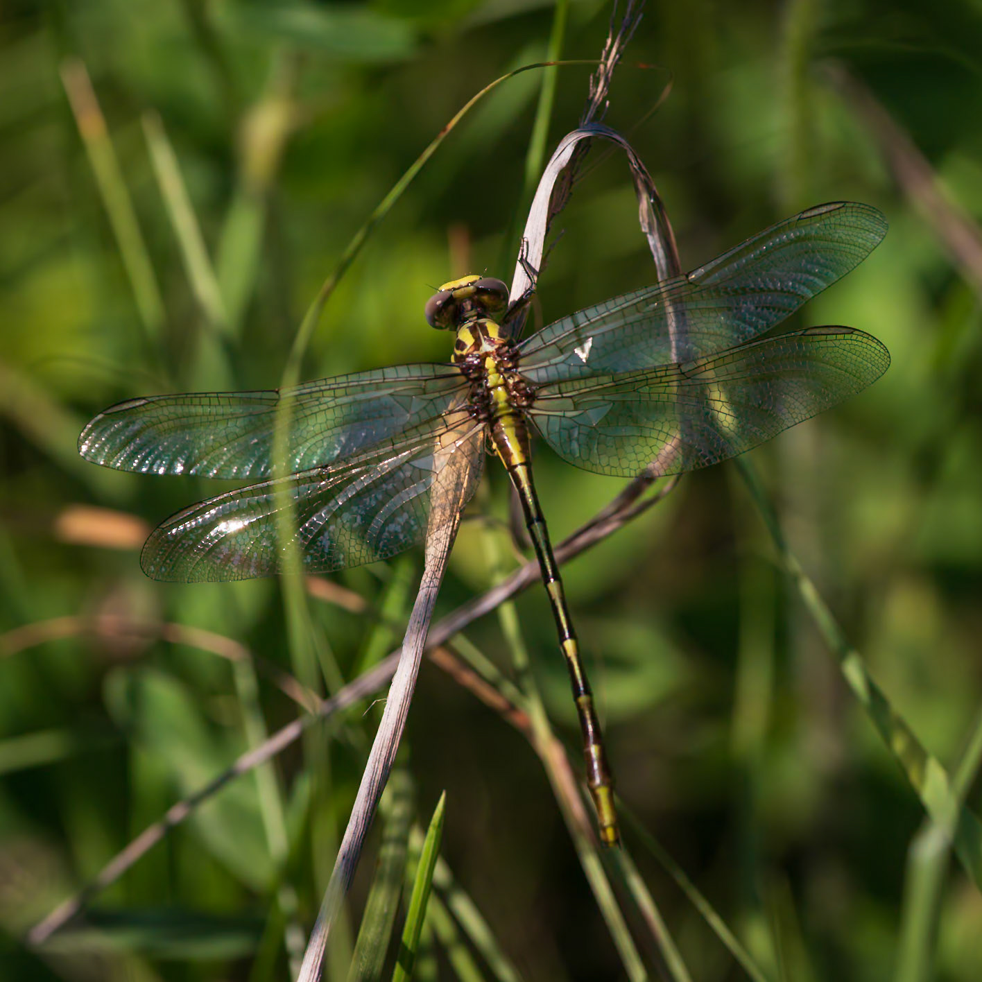 Sulphur-tipped Clubtail, Phanogomphus militaris