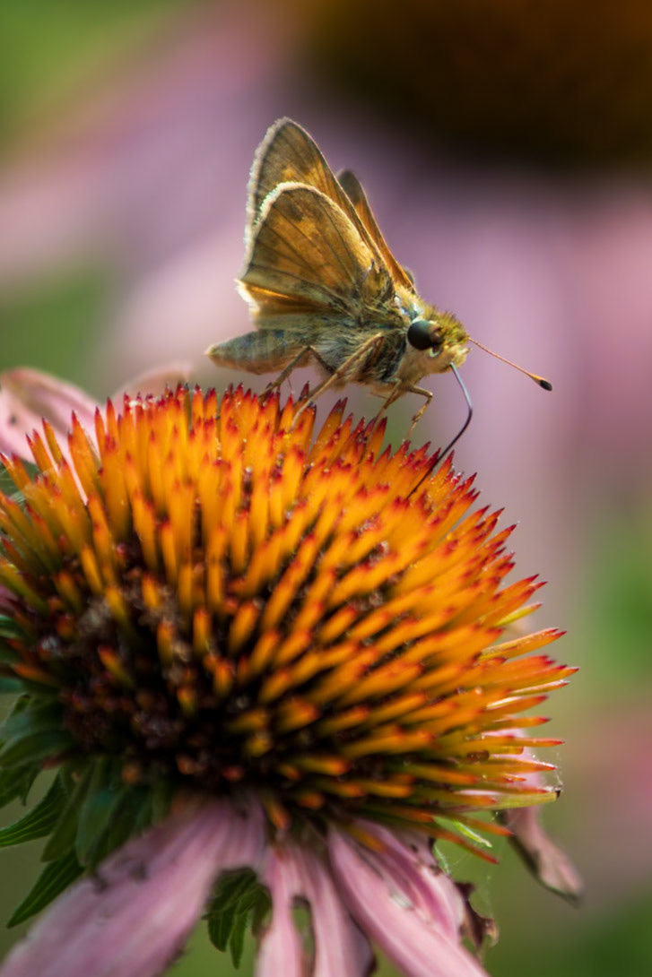 Sachem | Atalopedes campestris | 20220714