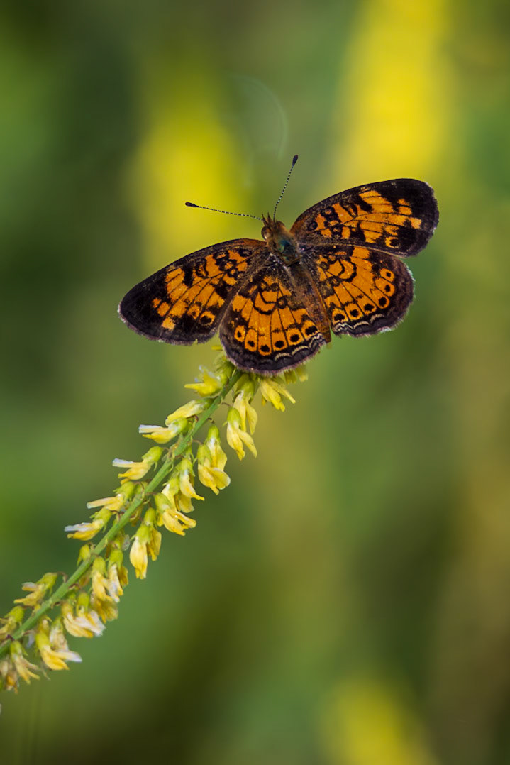 Pearl Crescent | Phyciodes tharos | 20230614