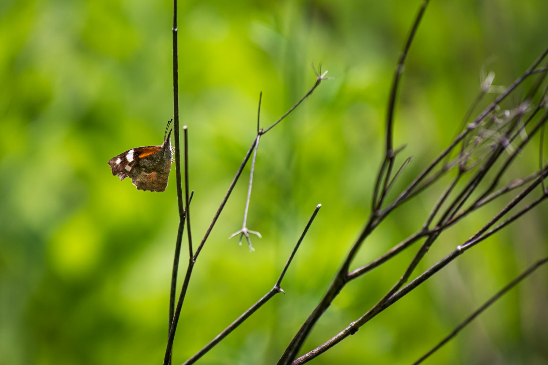 American Snout | Libytheana carinenta | 20220703
