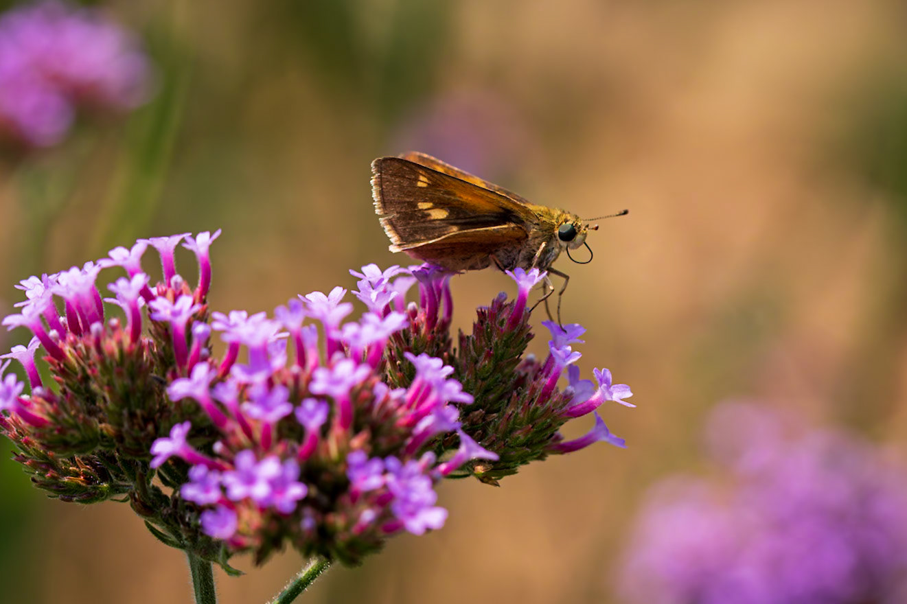 Tawny-edged Skipper | Polites themistocles | 20210801