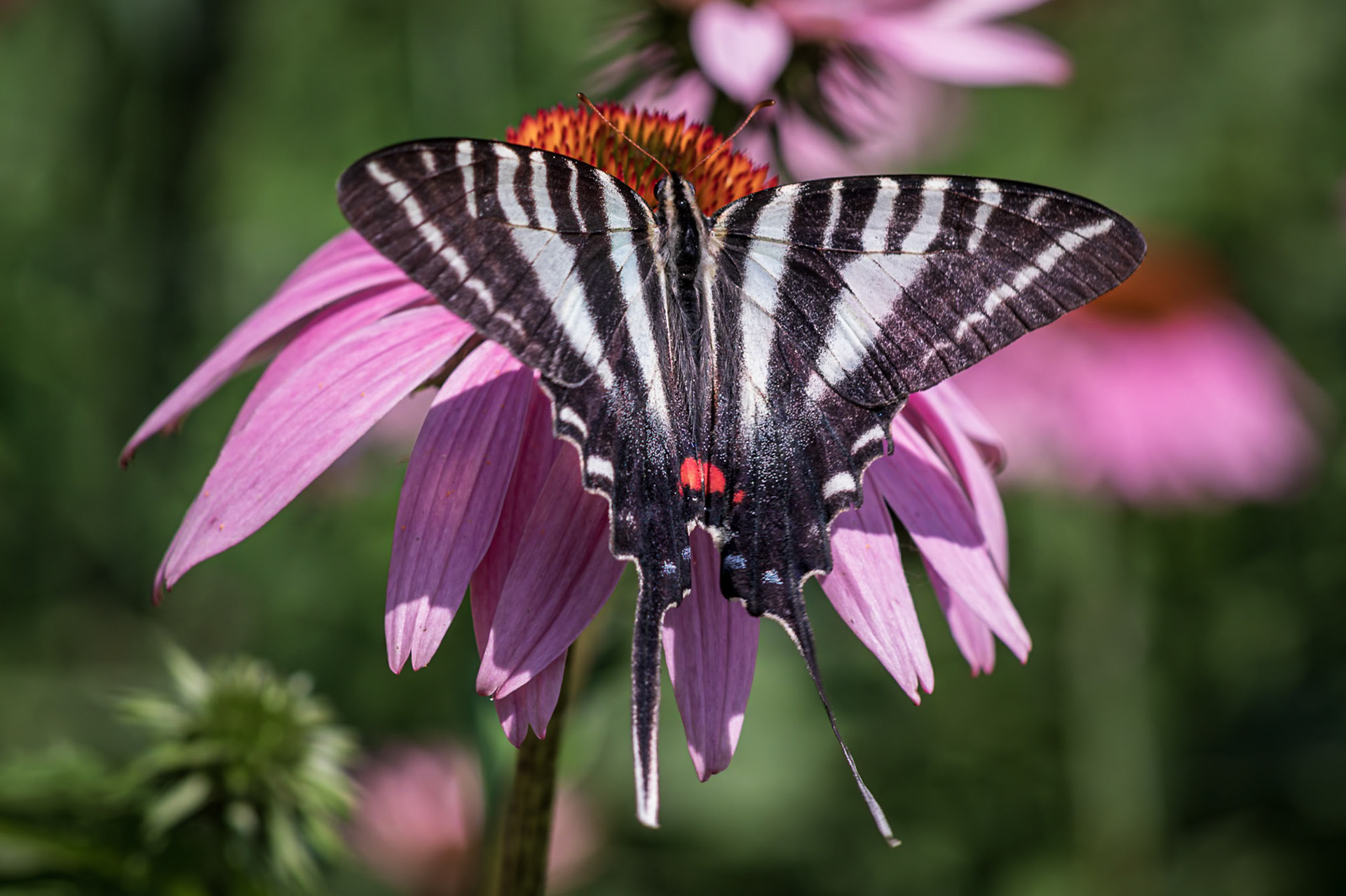 Zebra Swallowtail | Eurytides marcellus - summer form | 20190629