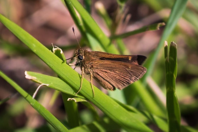 Tawny-edged Skipper | Polites themistocles | 20220608