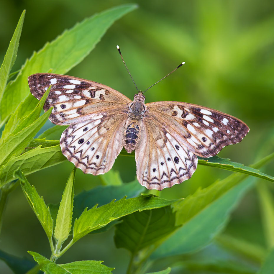 Hackberry Emperor | Asterocampa celtis | 20240604