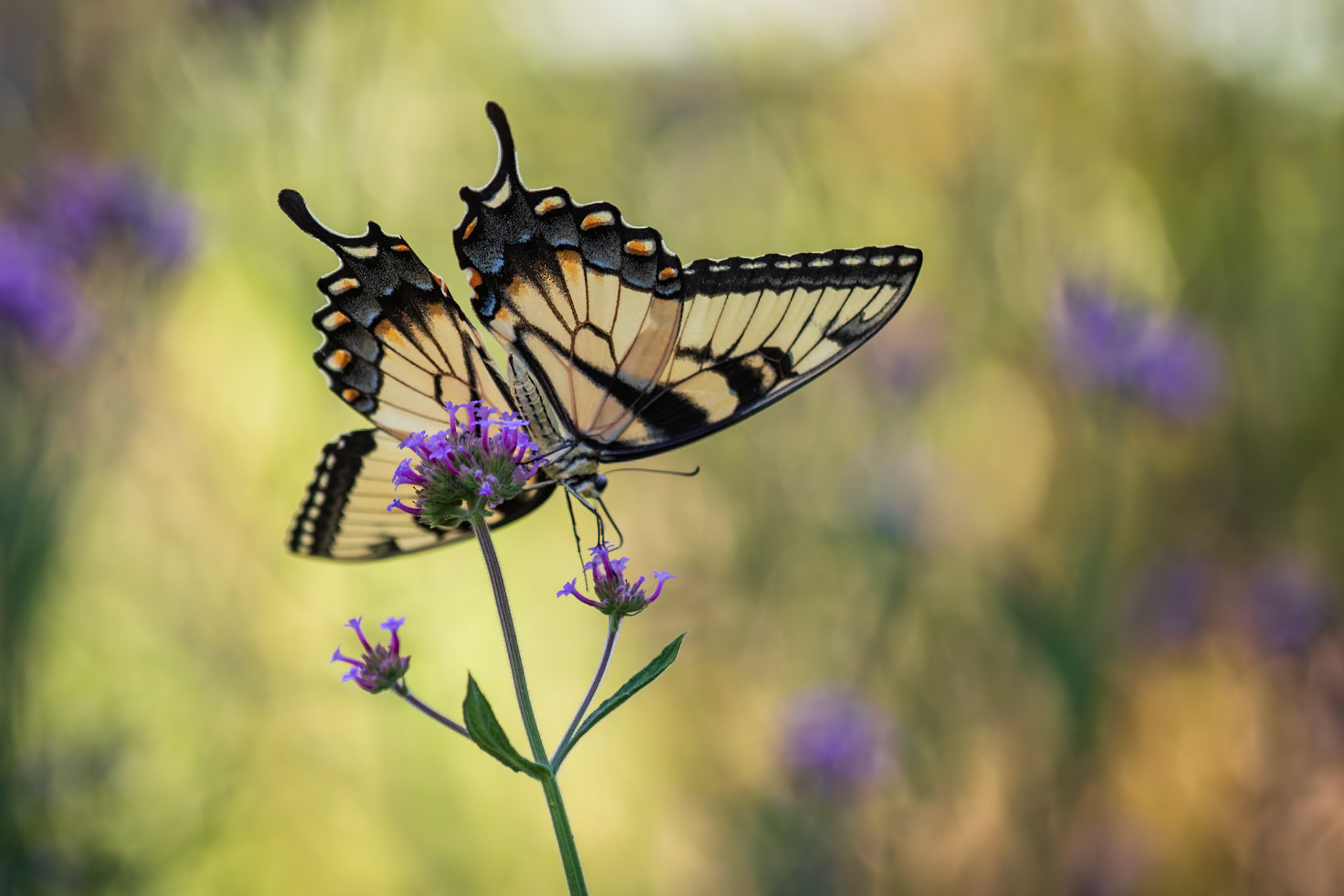 Eastern Tiger Swallowtail | Papilio glaucus | 20220718