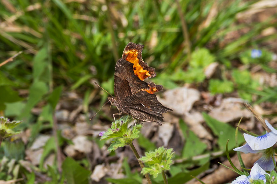 Gray Comma | Polygonia progne | 20250409