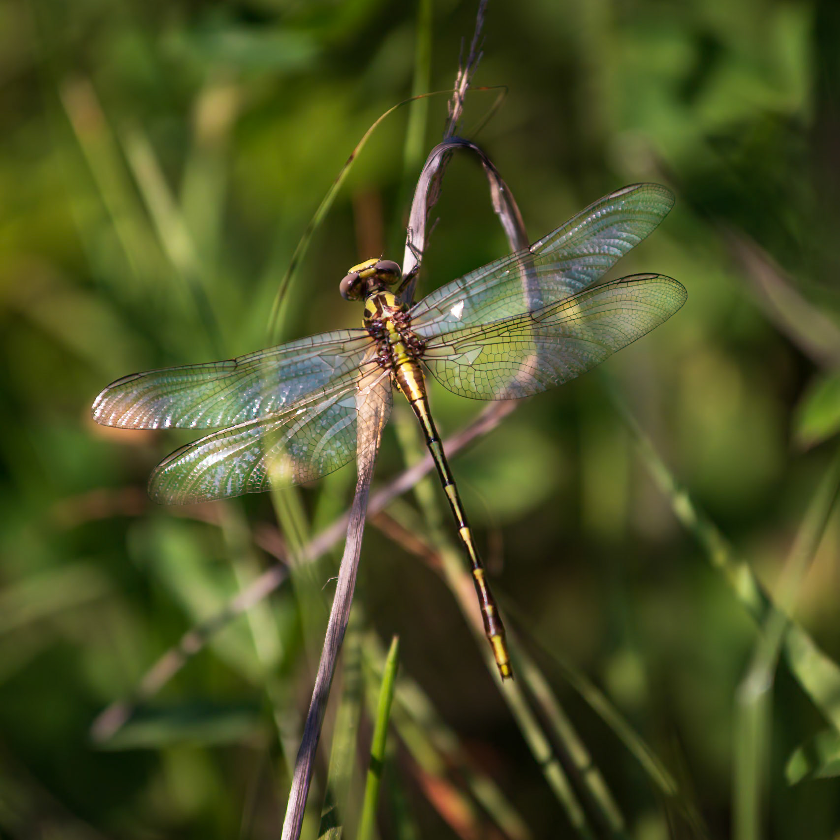 Sulphur-tipped Clubtail, Phanogomphus militaris
