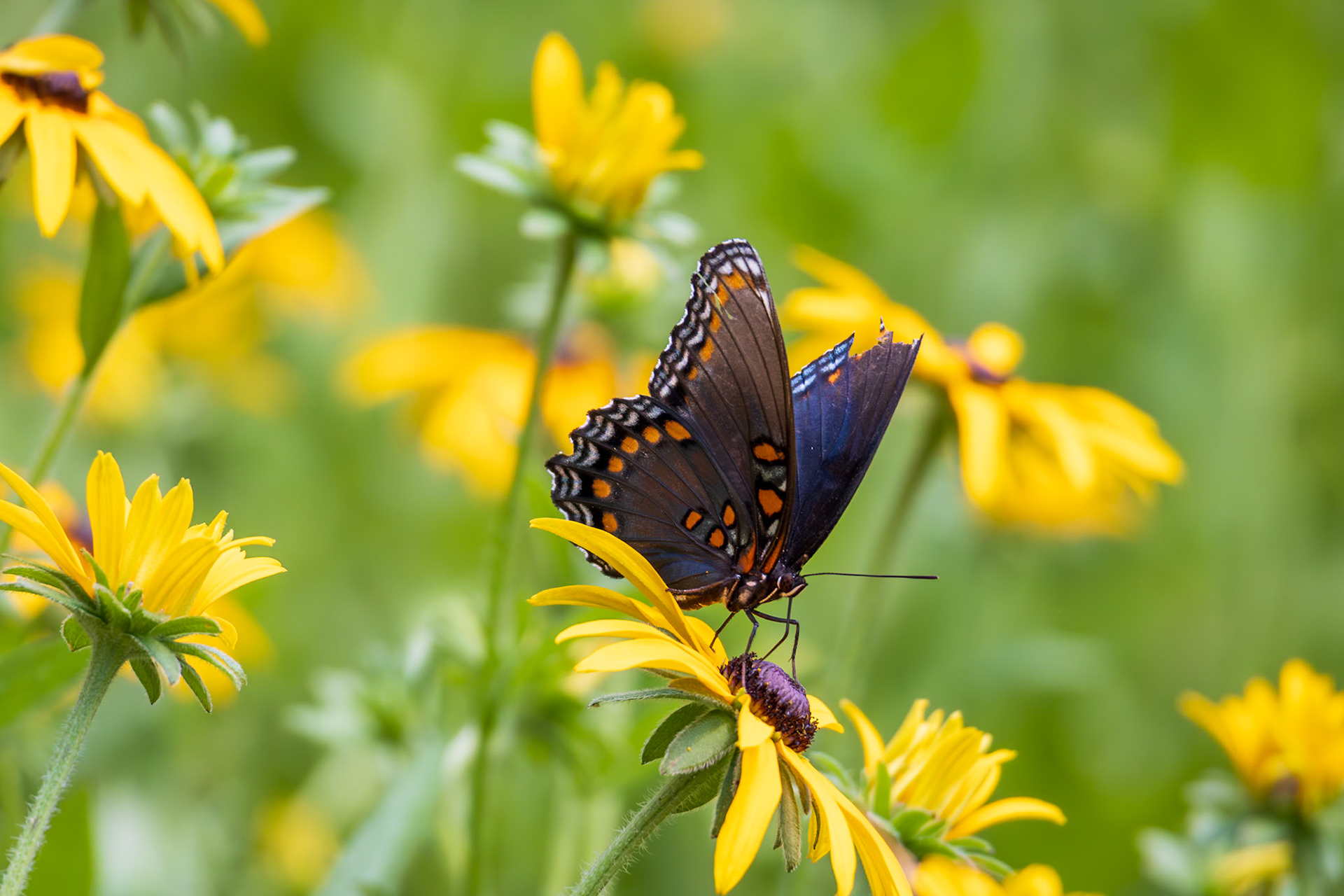 Red-spotted Purple | Limenitis arthemis astyanax | 20240718