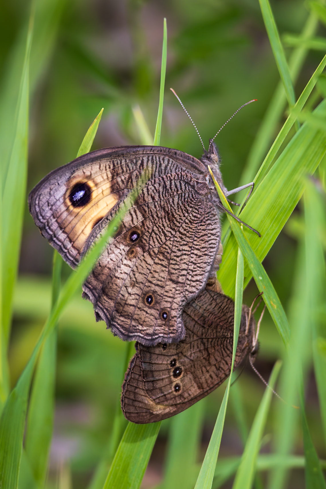 Common Wood-Nymph | Cercyonis pegala | 20240707