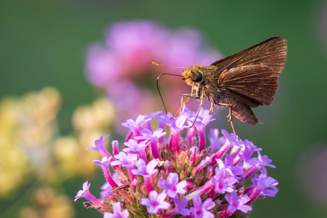 Dun Skipper | Euphyes vestris