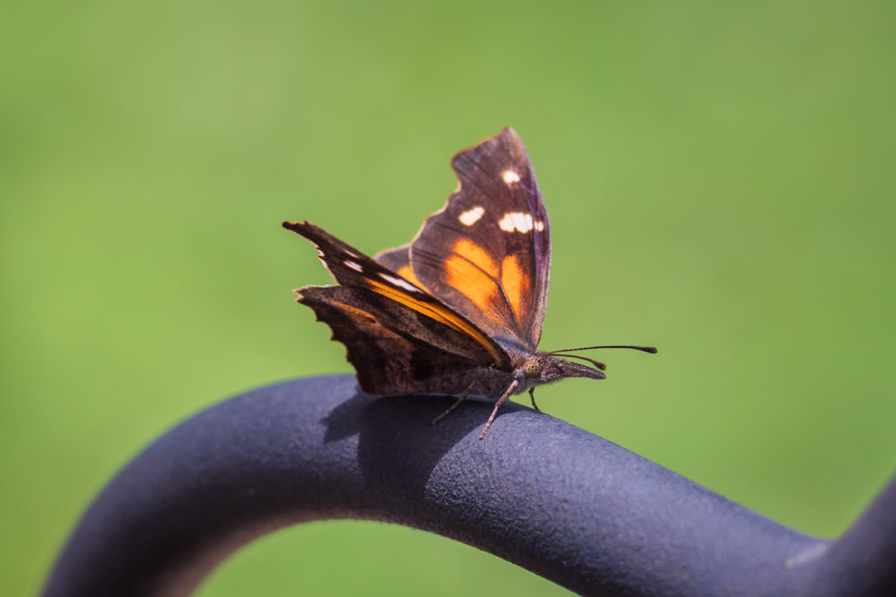 American Snout | Libytheana carinenta | 20230719