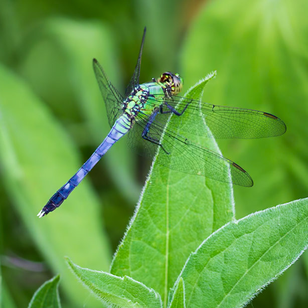 Eastern Pondhawk, Erythemis simplicicollis