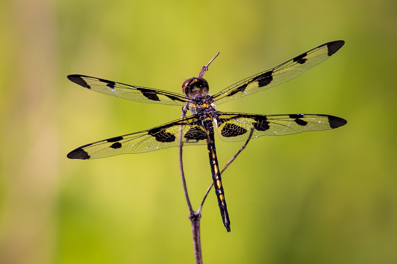 Banded Pennant, Celithemis faxciata