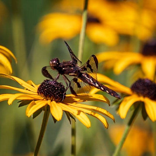 Common Whitetail, Plathemis lydia