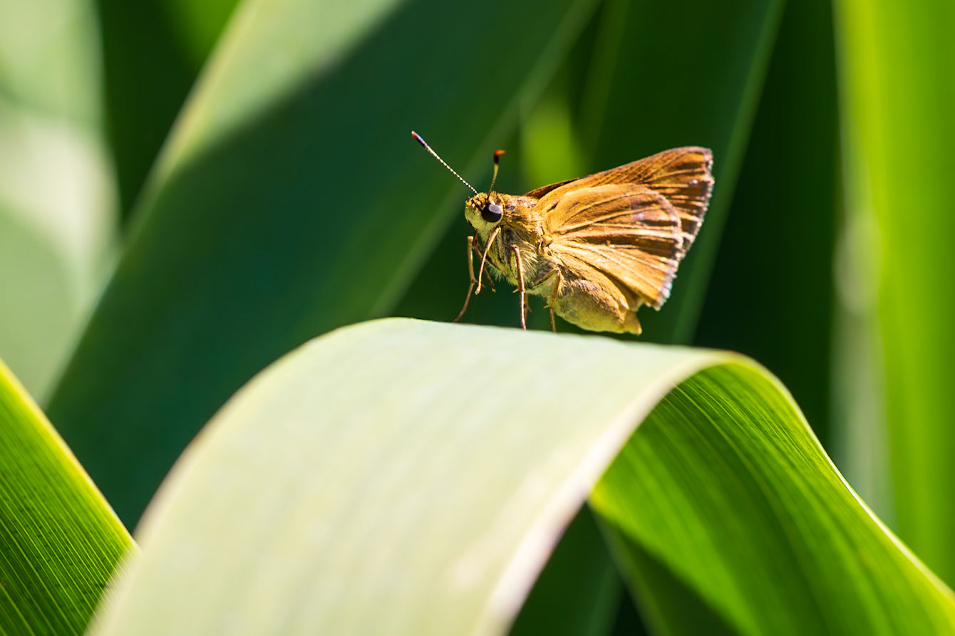 Byssus Skipper | Problema byssus | 20210622
