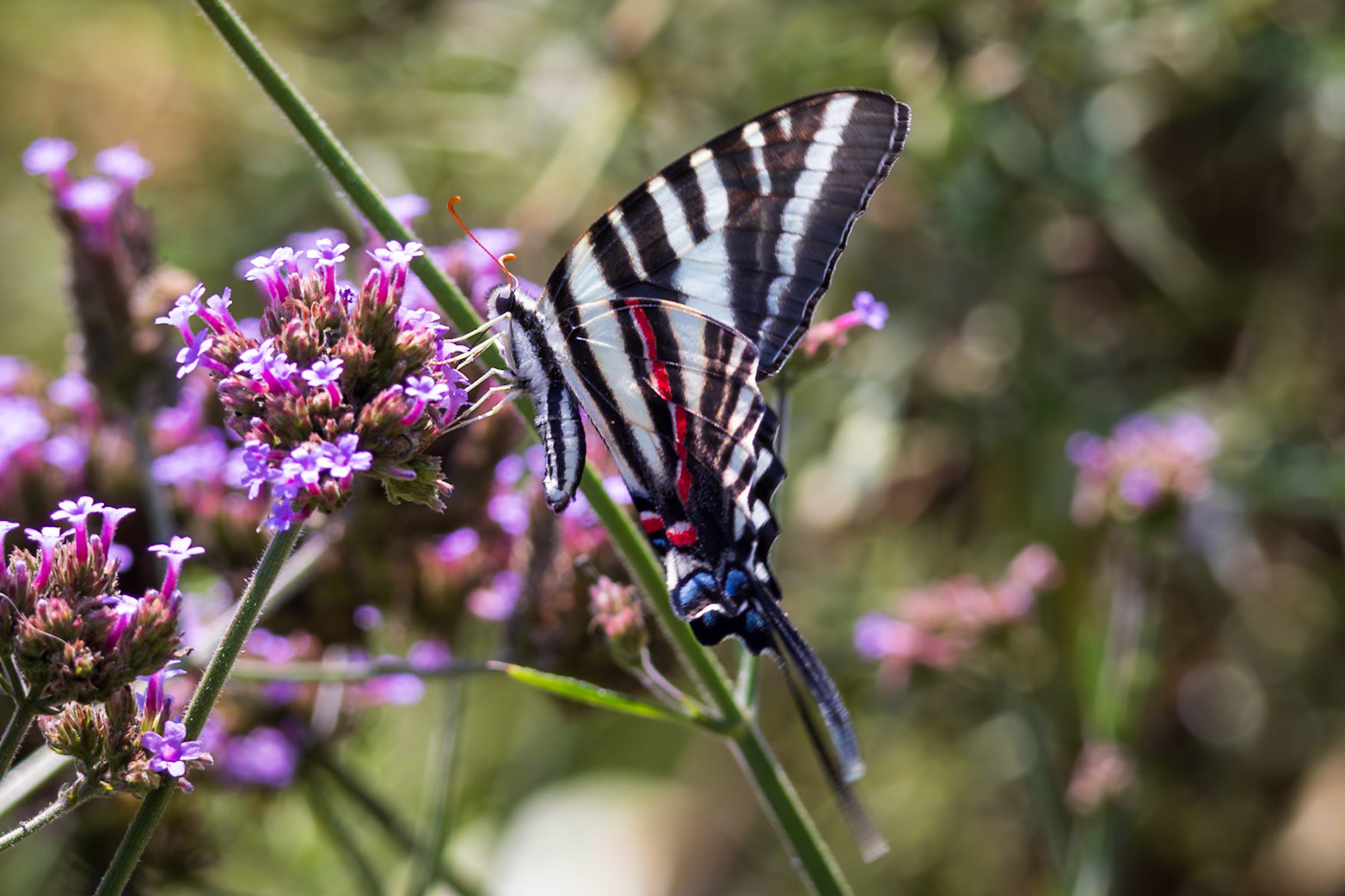 Zebra Swallowtail | Eurytides marcellus - summer form | 20240819