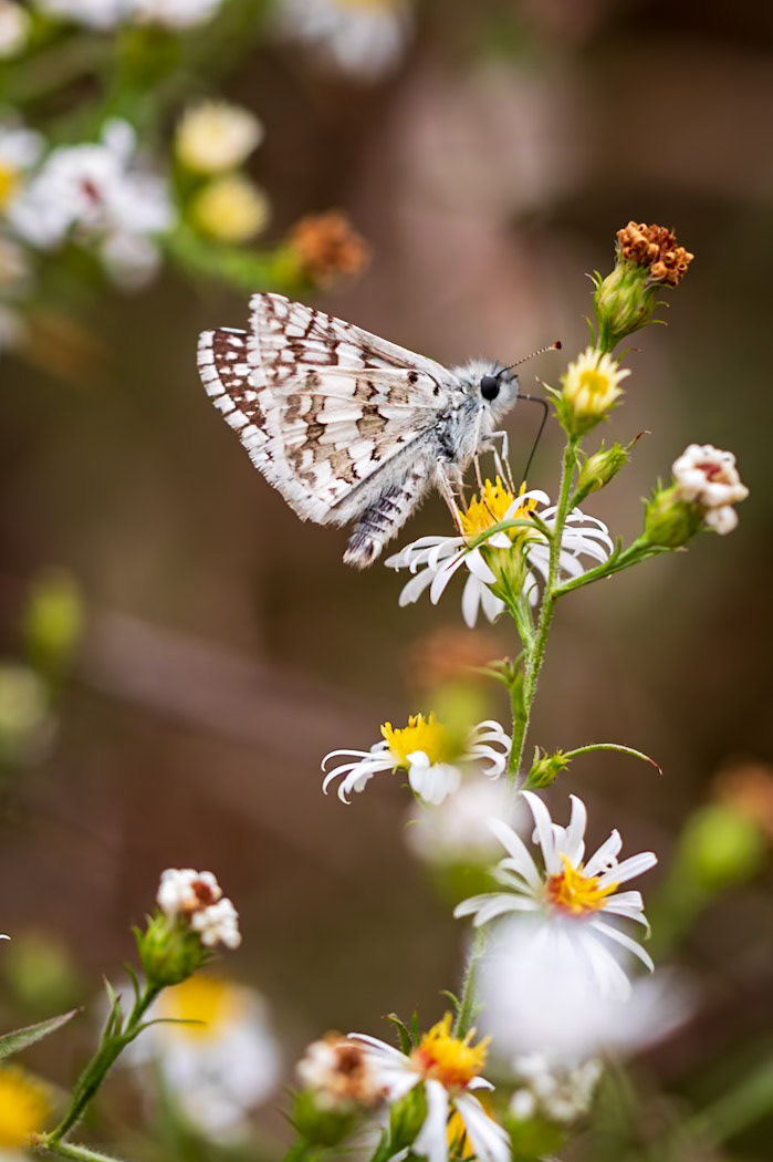 Common Checkered-Skipper | Pyrgus communis | 20201022