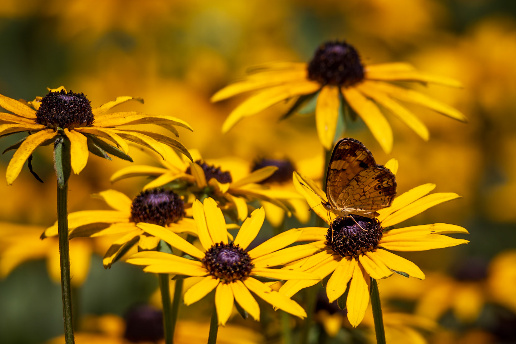 Pearl Crescent | Phyciodes tharos | 20230805