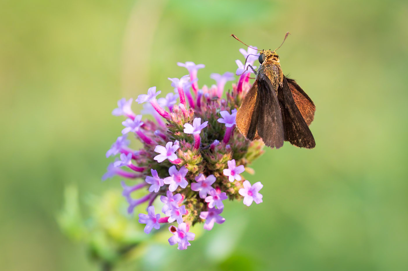 Dun Skipper | Euphyes vestris
