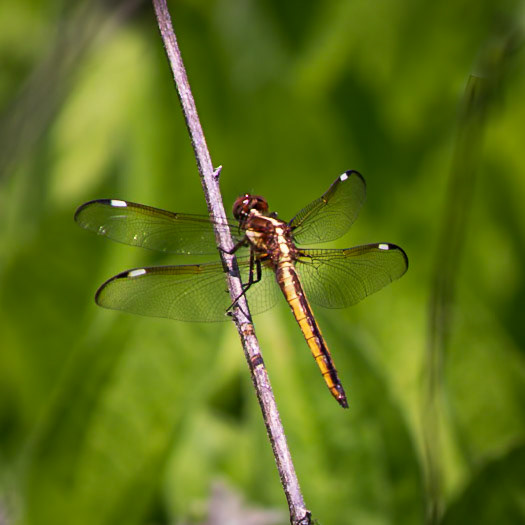 Spangled Skimmer, Libellula cyanea
