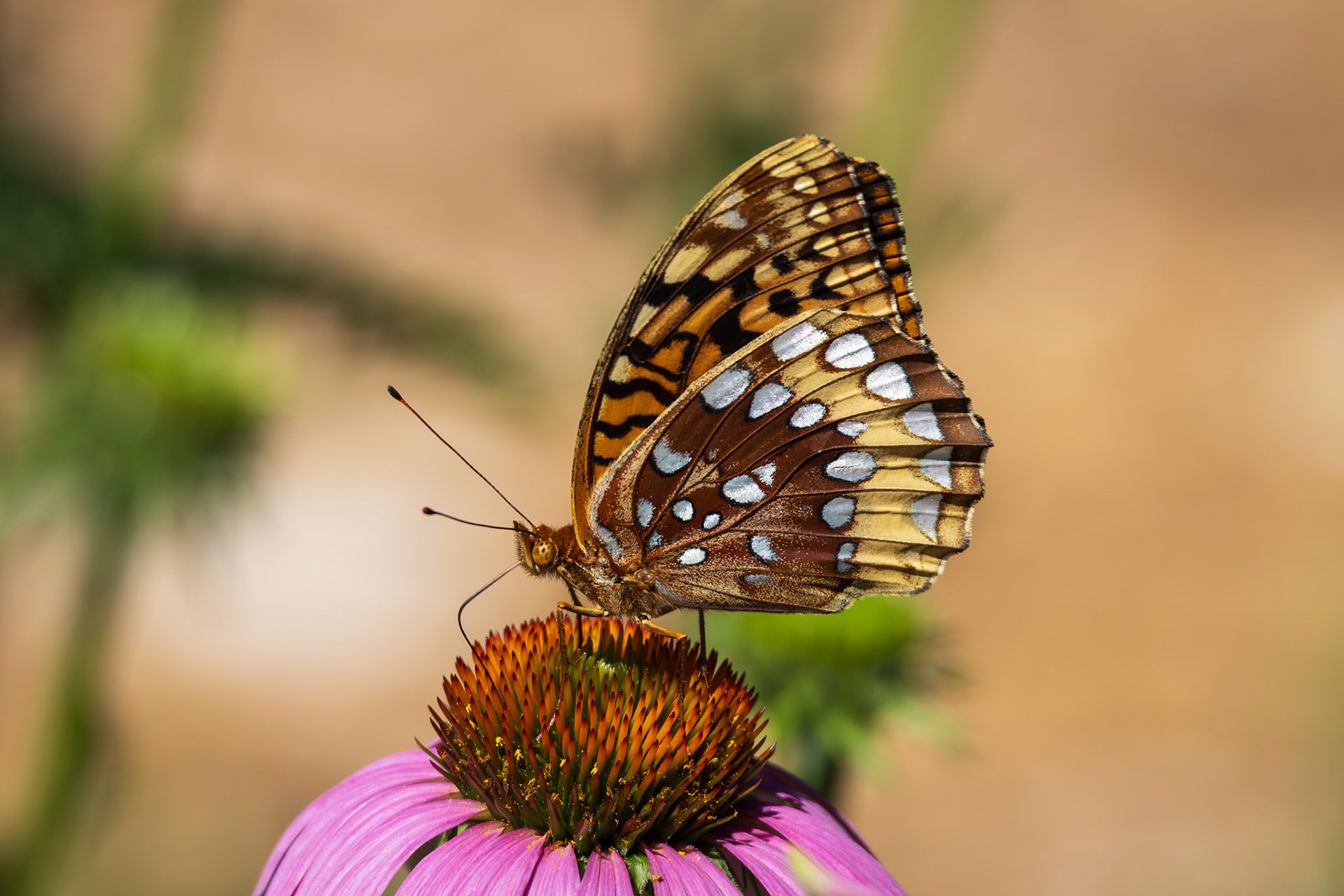Great Spangled Fritillary | Speyeria cybele, Speyeria cybele leto | 20240606