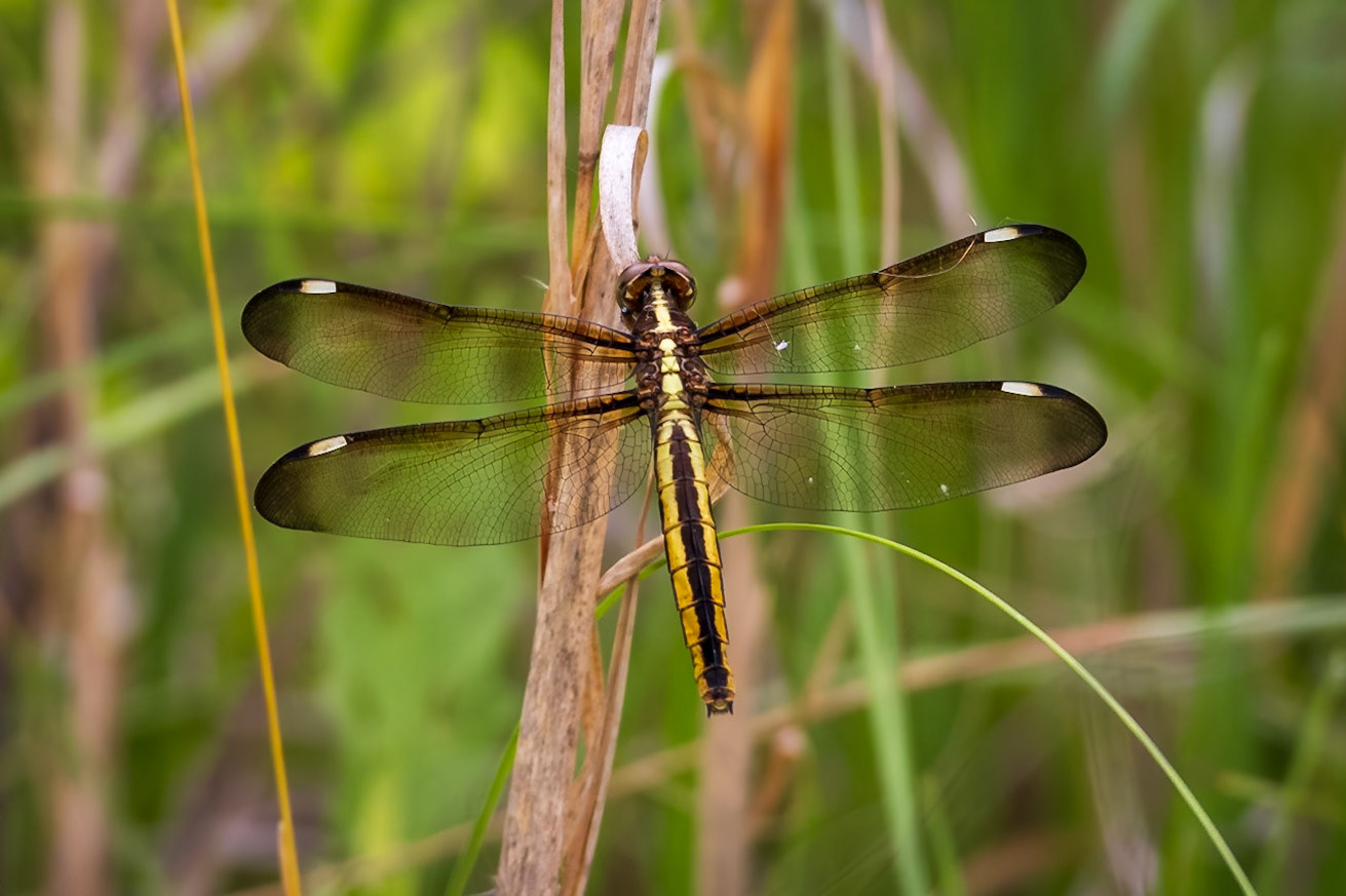 Spangled Skimmer, Libellula cyanea