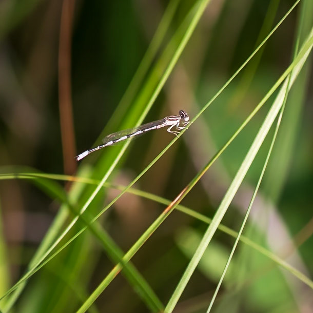 Double-striped Bluet, Enallagma basidens