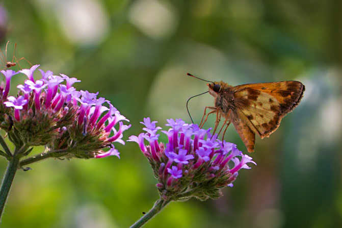 Zabulon Skipper | Poanes zabulon | 20210807