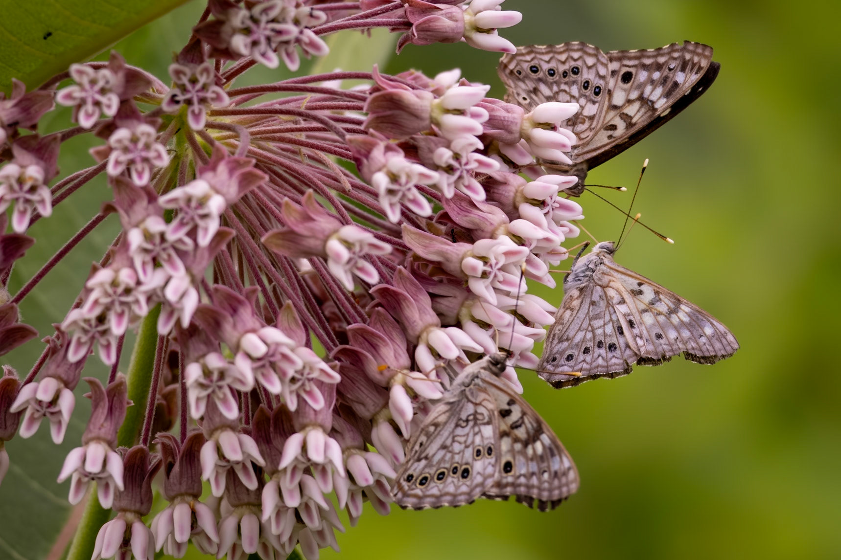 Hackberry Emperor | Asterocampa celtis | 20230607