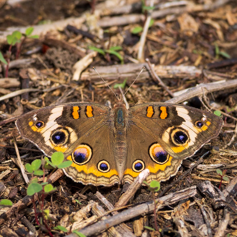 Common Buckeye | Junonia coenia | 20240508