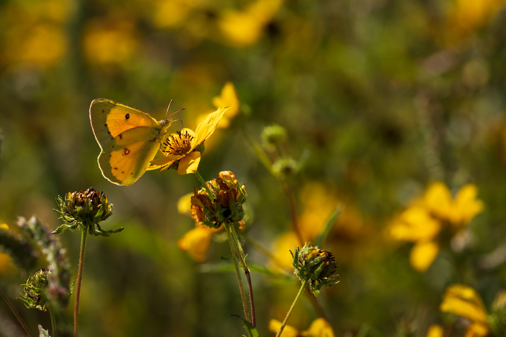 Orange Sulphur | Colias eurytheme | 20220913 | Baker Wetlands