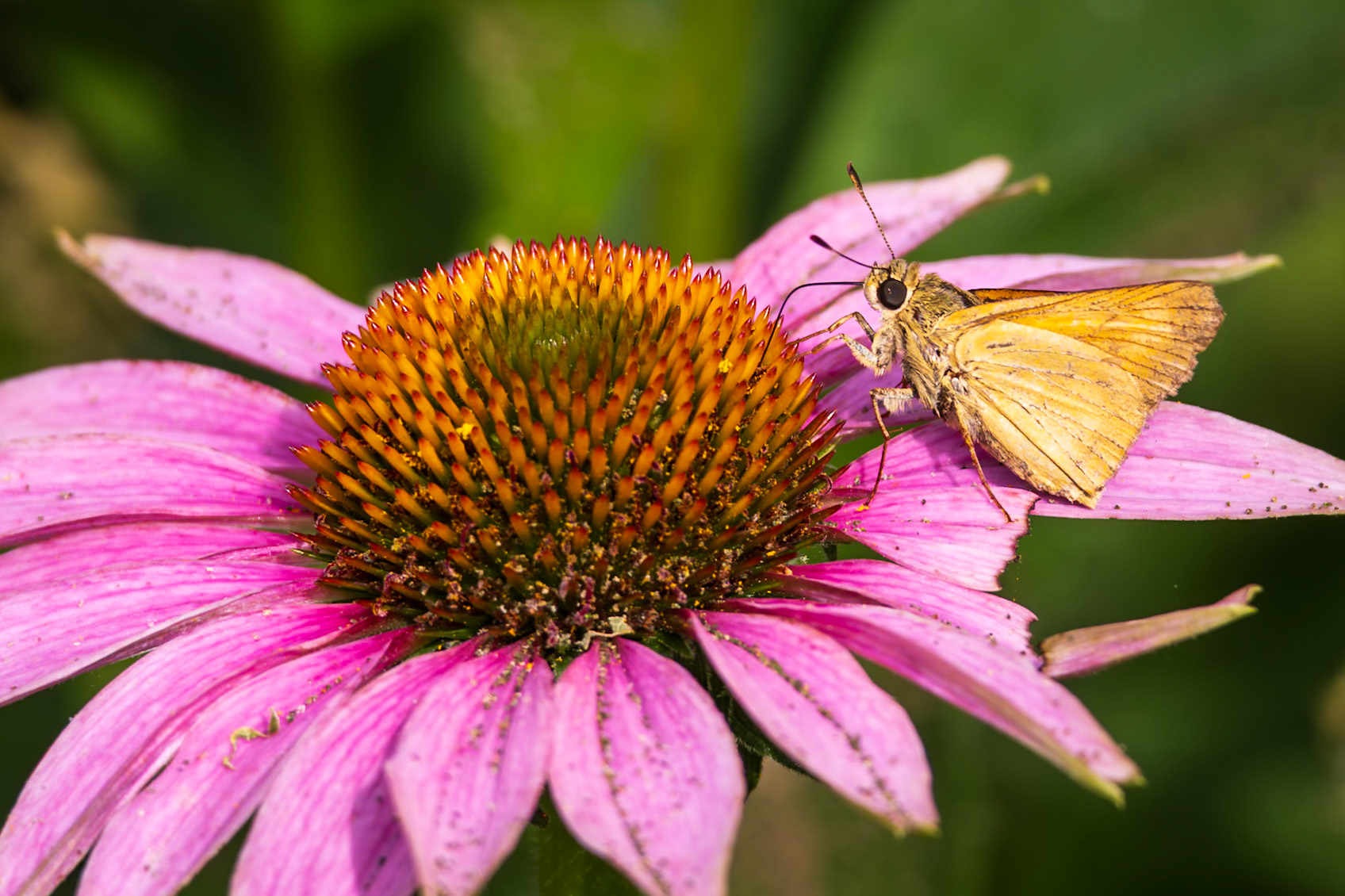 Delaware Skipper | Anatrytone logan | 20240625